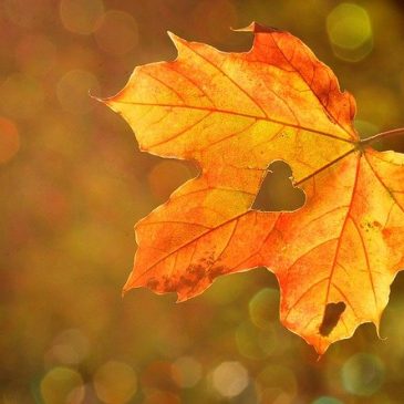 🍂Zusätzlicher Theorieunterricht in den🍂 Herbstferien!